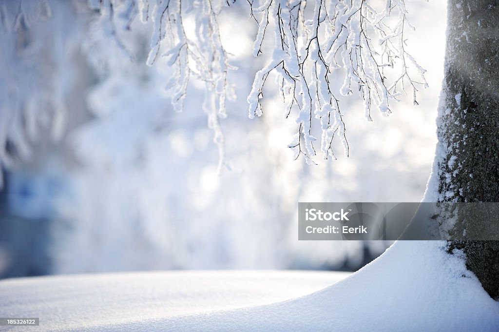 branches recouvertes de neige en bouleau - Photo de Hiver libre de droits