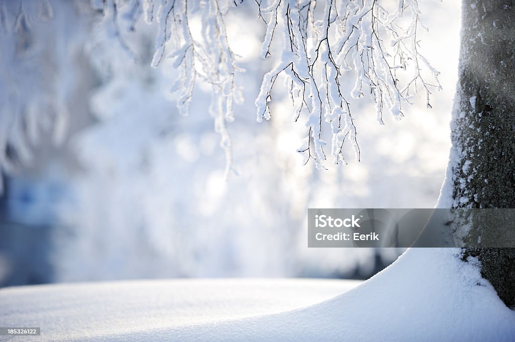 Snow covered branches on a birch tree A birch tree trunk in powder snow. Winter Stock Photo