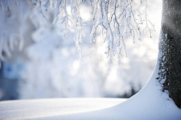 Snow covered branches on a birch tree stock photo