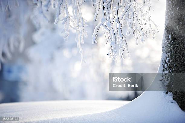 Snow Covered Branches On A Birch Tree Stock Photo - Download Image Now - Winter, Snow, Tree