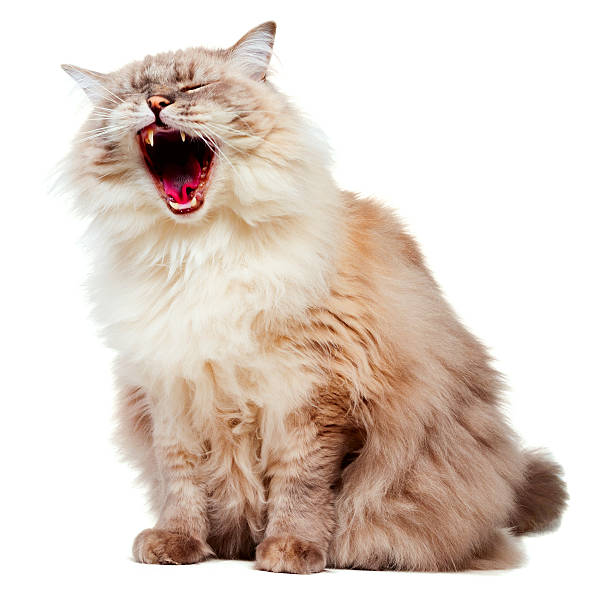 istock Studio Shot of Yawning Ragdoll Cat 185326290