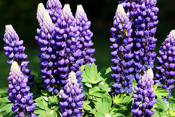 istock Purple lupin flowers 185326336