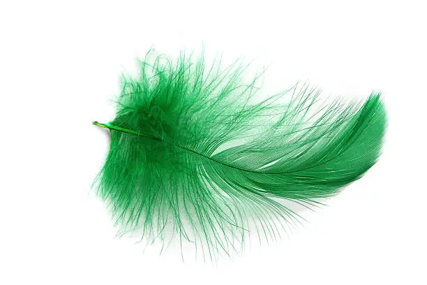 Photo of Green Feather