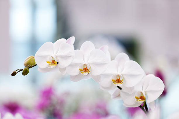 white orchidea - dendrobium tropical flower front view plant foto e immagini stock