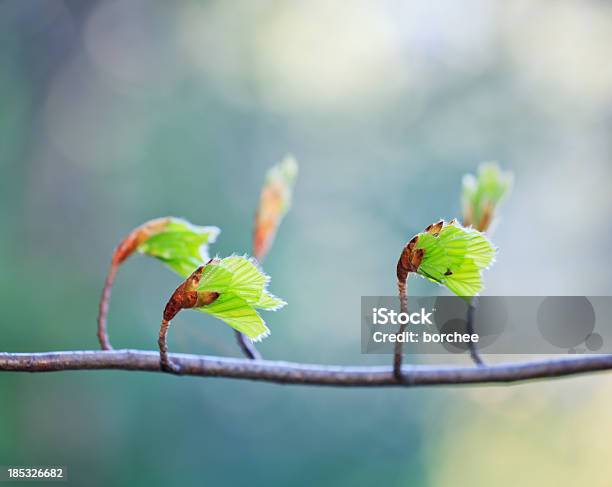 Primavera Risveglio - Fotografie stock e altre immagini di Primavera - Primavera, Svegliarsi, Faggio