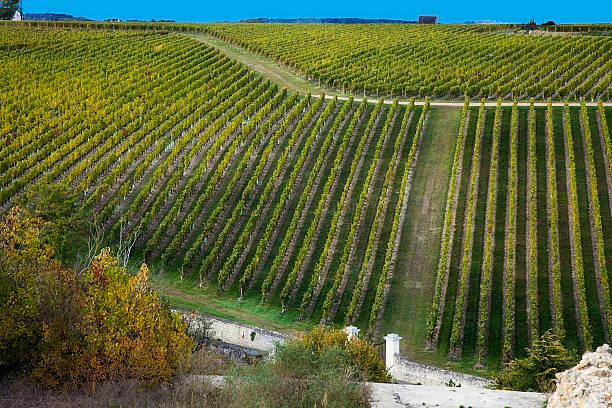 fotografía de una ladera paisaje de viñedos en sutiles, varigated luz - chinon fotografías e imágenes de stock