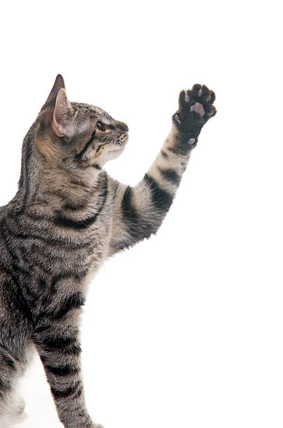 Kitten with Paw Up in Air stock photo