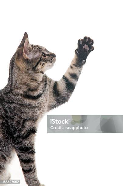 Kociak Z Paw W Powietrzu - zdjęcia stockowe i więcej obrazów Kot domowy - Kot domowy, Łapa, Neutralne tło