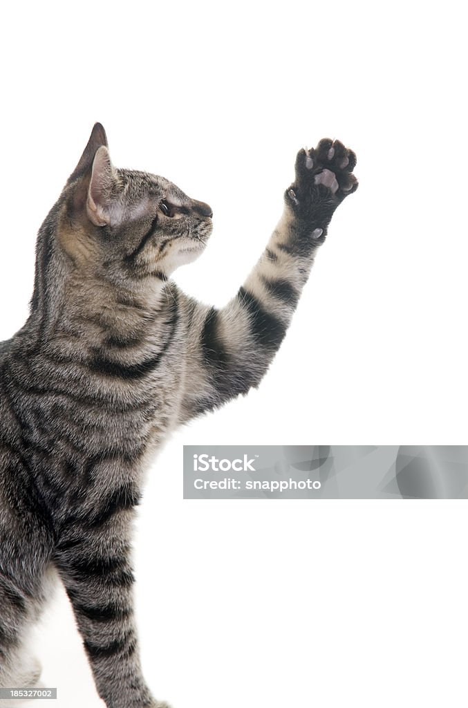 Um gatinho com a pata no ar - Foto de stock de Gato doméstico royalty-free