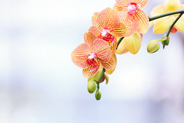 Orchid Beautiful yellow & red orchid on an orchid exhibition. dendrobium orchid stock pictures, royalty-free photos & images