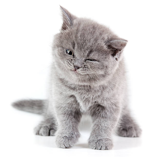 Winking Kitten stock photo