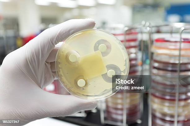 Antibióticos De Testes - Fotografias de stock e mais imagens de Penicilina - Penicilina, Disco de Petri, Staphylococcus Aureus Resistente à Meticilina