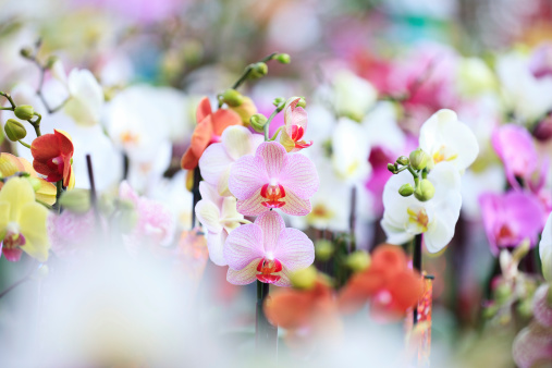 Bunch of different orchids in a florist's shop.