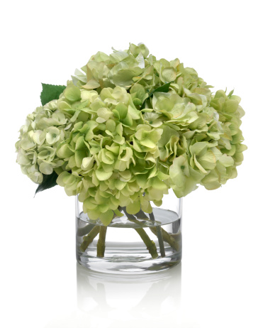 A large green hydrangea bouquet in a round glass vase. Shot against a bright white background. There is a path which may be used to delete the reflection if desired. Extremely high quality faux flowers.