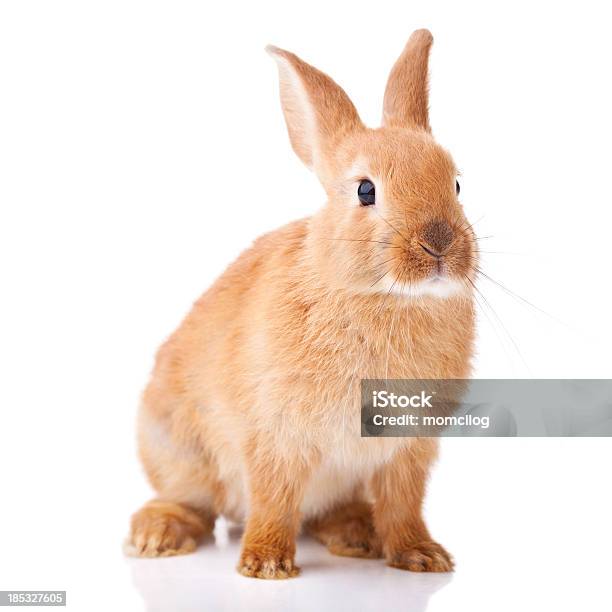 かわいい小さな Bunny - カイウサギのストックフォトや画像を多数ご用意 - カイウサギ, 茶色, 子兎