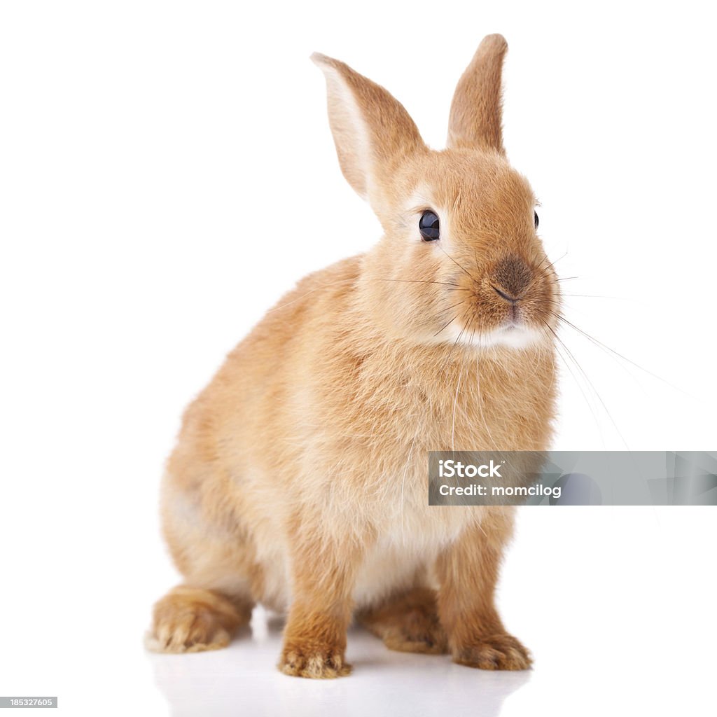 Bonito pouco bunny - Foto de stock de Coelho - Animal royalty-free