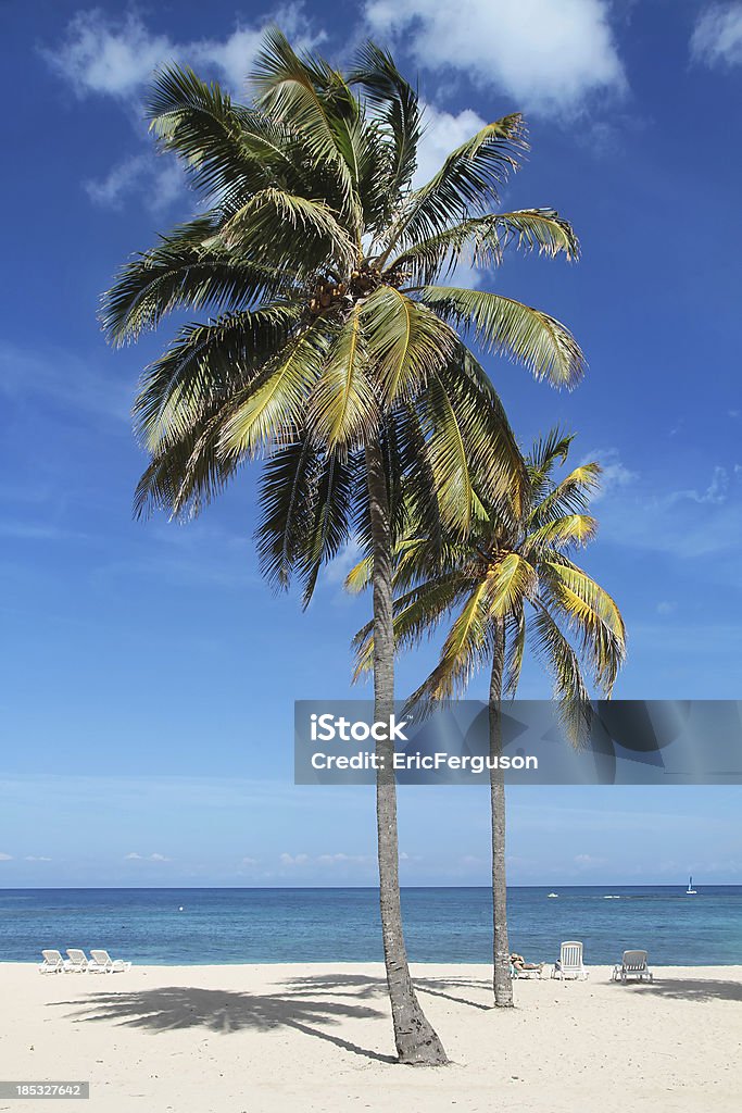 Prune arbres à la plage. - Photo de Arbre libre de droits