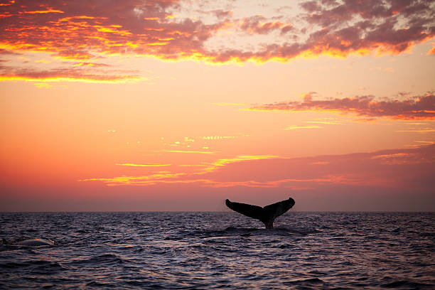 Tail fin from diving humpback whale at sunset A humpback whale plays in the golden sunset light. tail fin stock pictures, royalty-free photos & images