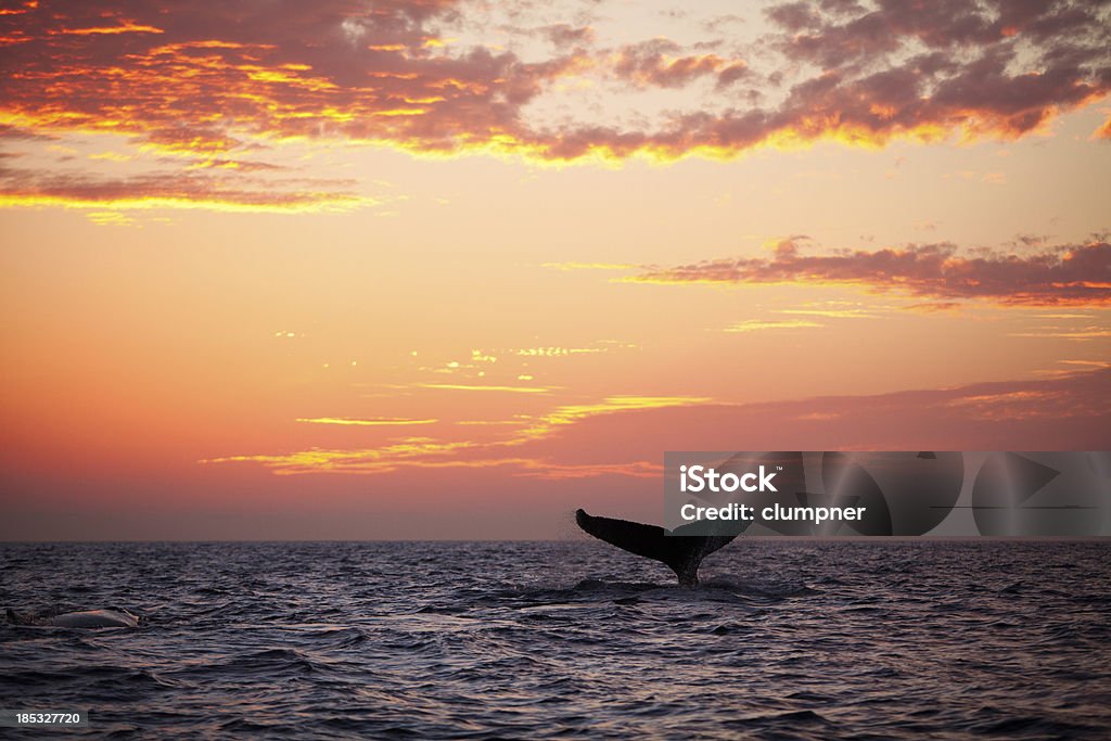 Barbatana caudal de mergulho Baleia-de-bossas ao pôr do sol - Royalty-free Baleia Foto de stock