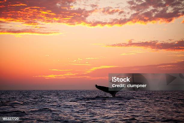 Barbatana Caudal De Mergulho Baleiadebossas Ao Pôr Do Sol - Fotografias de stock e mais imagens de Baleia
