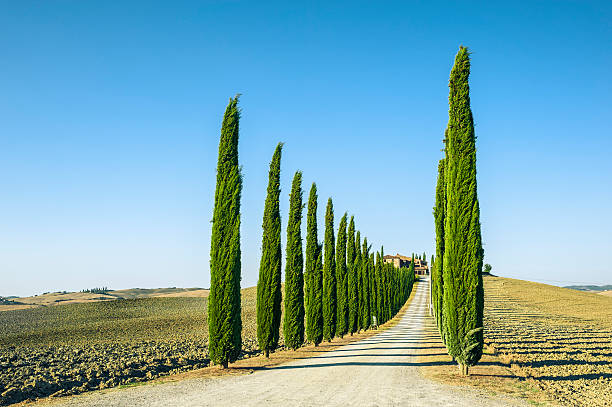 istock Treelined Country Road In Val D'Orcia 185327844