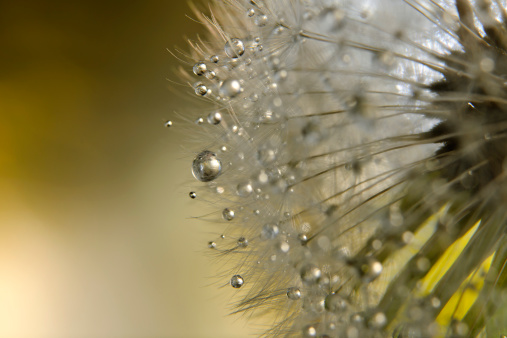Beautiful dew drops on a dandelion seed macro. Beautiful soft light blue and violet background. Water drops on a parachutes dandelion on a beautiful blue backdrop. Soft dreamy tender artistic image form.