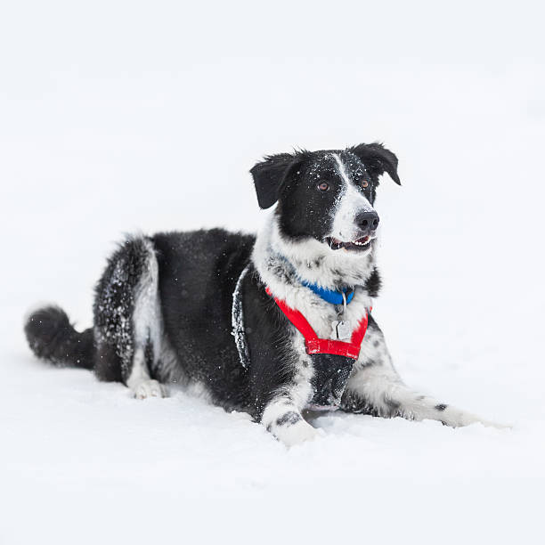 English Setter Collie English Setter Collie (half Border Collie and half English Setter) laying down on snow with some powder on it. ca04 stock pictures, royalty-free photos & images