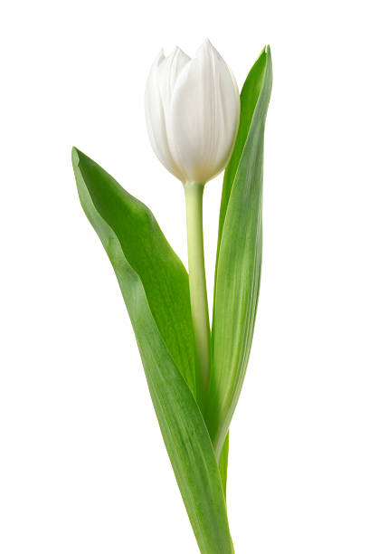 White tulip. A single white tulip with stem.  white tulips stock pictures, royalty-free photos & images