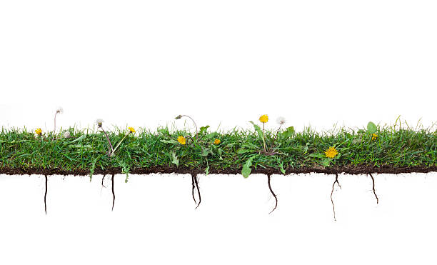 Dandelion plants growing in grass with roots