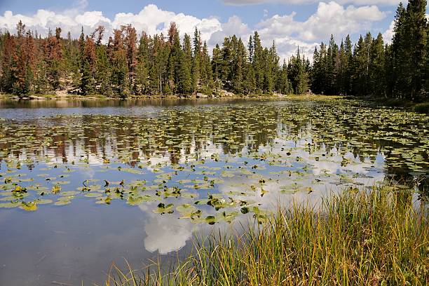 Rocky Mountain National Park "The Rocky Mountain National Park outside of Estes Park, Colorado..To see some of my personal favorites, please visit my lightbox." lily lake rocky mountains colorado stock pictures, royalty-free photos & images