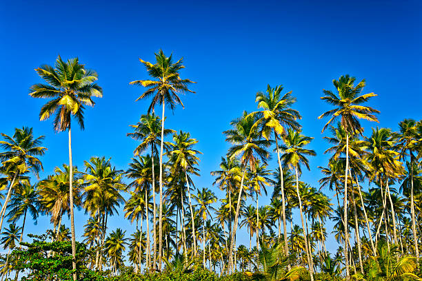 istock Coconut trees forest on a tropical island 185328598