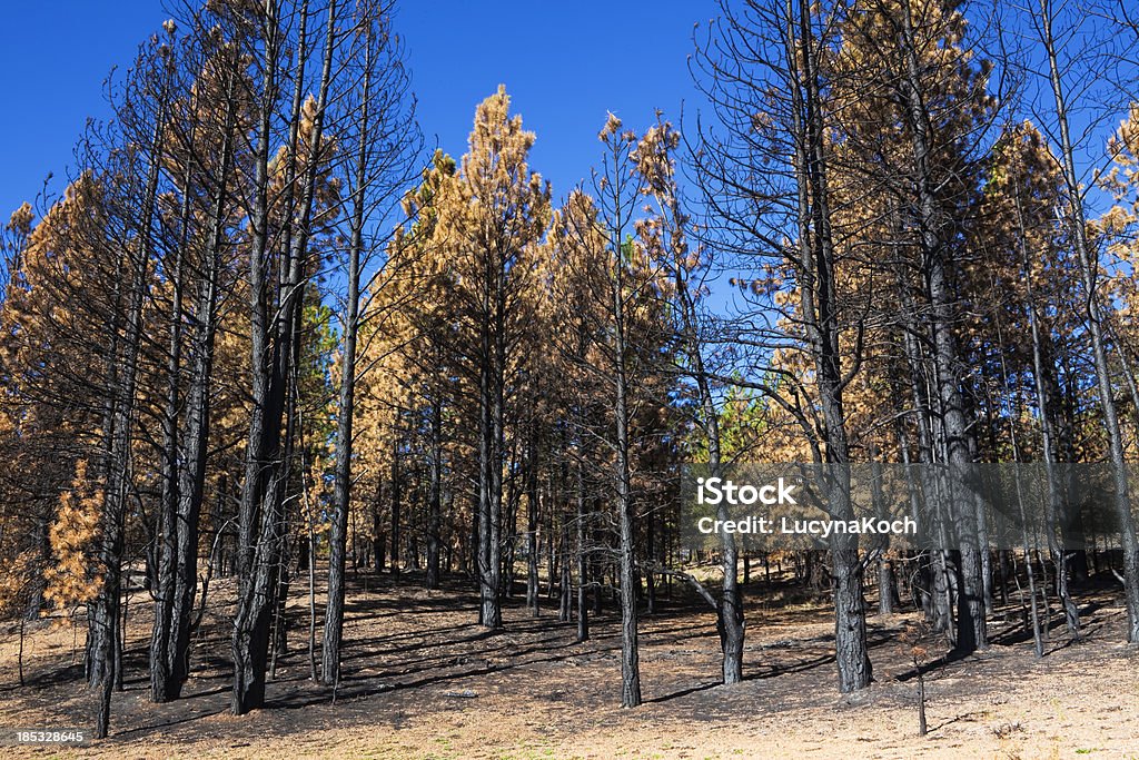 Verbrannt Forest - Lizenzfrei Abgestorbene Pflanze Stock-Foto