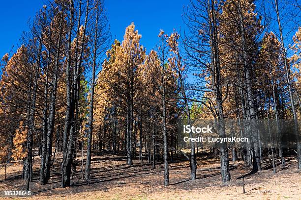 Verbrannt Forest Stockfoto und mehr Bilder von Abgestorbene Pflanze - Abgestorbene Pflanze, Asche, Baum