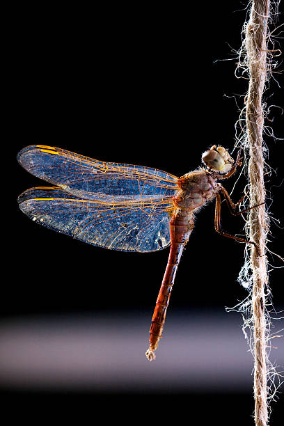 Macro shot of a dragonfly grasping rope string on black background.