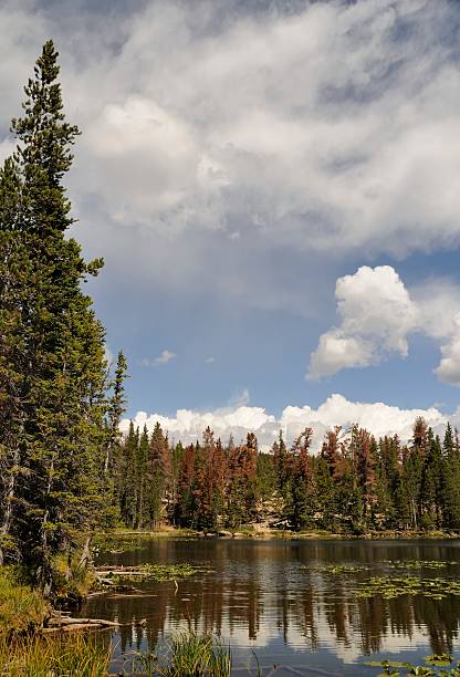 Rocky Mountain National Park "The Rocky Mountain National Park outside of Estes Park, Colorado..To see some of my personal favorites, please visit my lightbox." lily lake rocky mountains colorado stock pictures, royalty-free photos & images