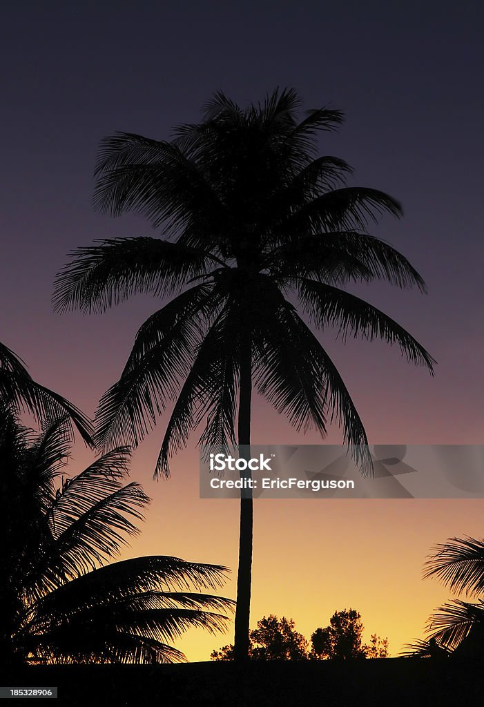 Tropischen Sonnenuntergang mit Palm Tree - Lizenzfrei Dunkel Stock-Foto