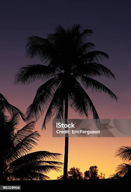 Tropischen Sonnenuntergang Mit Palm Tree Stockfoto und mehr Bilder von Dunkel - Dunkel, Kuba, Abenddämmerung