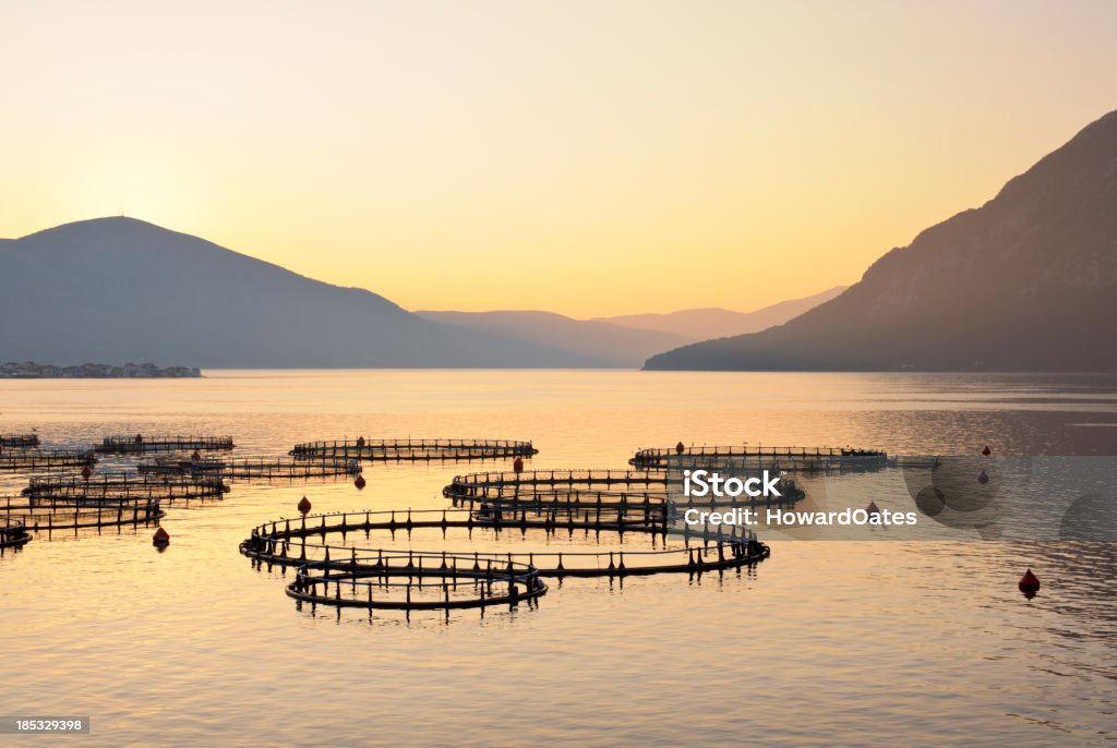 Viveiro de Peixes do mar na Grécia em sunrise - Royalty-free Aquacultura Foto de stock