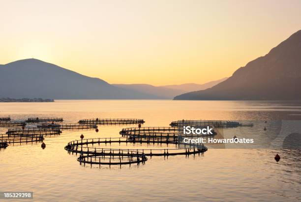 Viveiro De Peixes Do Mar Na Grécia Em Sunrise - Fotografias de stock e mais imagens de Aquacultura - Aquacultura, Viveiro de Peixes - Edifício Agrícola, Grécia