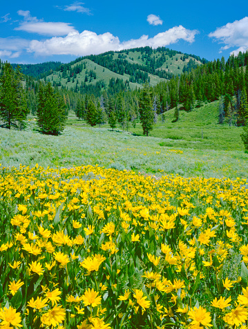 Alpine Meadow With Balsam Root And Aspen Trees In The Rocky Mountains Near Jackson Wyoming