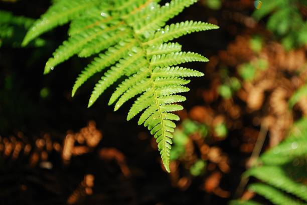 nasłonecznionych nowa zelandia fern liść złożony - fern new zealand macro frond zdjęcia i obrazy z banku zdjęć