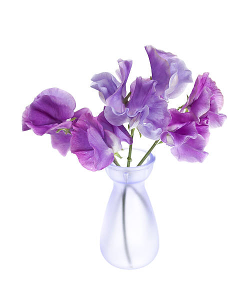 Vaso di fiori di pisello dolci viola - foto stock