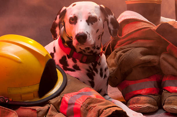 istock Firehouse dalmatian lying down,looking at camera among protective wear 185330199