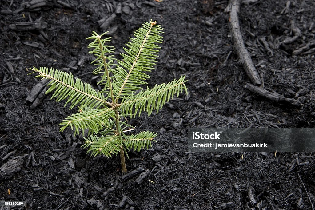 木の成長に山火事 - 苗のロイヤリティフリーストックフォト