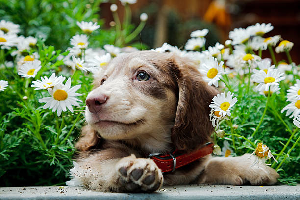 Dachshund Dachshund playing in the garden. cub photos stock pictures, royalty-free photos & images