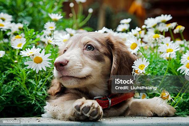 Dachshund Stock Photo - Download Image Now - Dog, Puppy, Flower