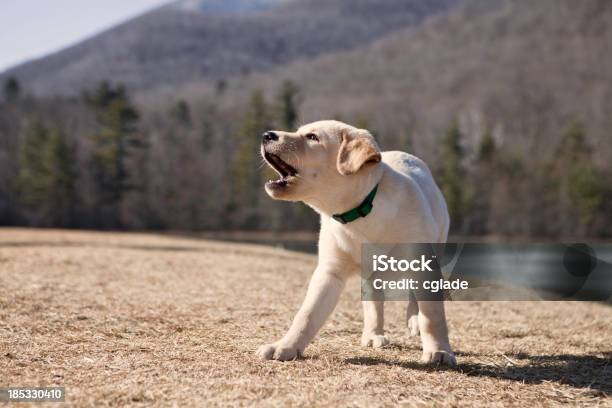 Abbaiare Cucciolo - Fotografie stock e altre immagini di Abbaiare - Abbaiare, Cane, Collare