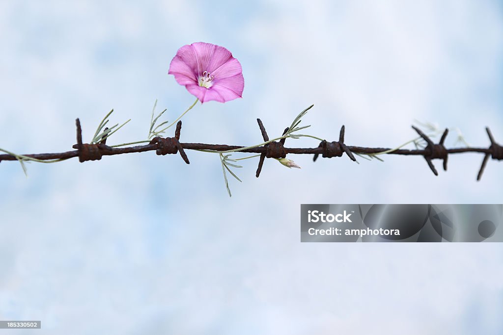 La libertad - Foto de stock de Alambre de espino libre de derechos