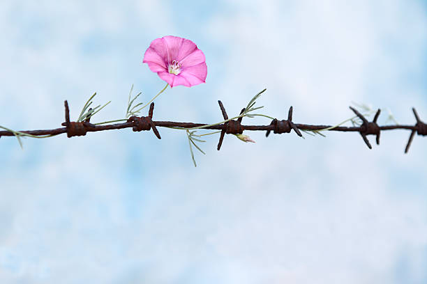 Freedom Barbed wire with flower. rusty barbed wire stock pictures, royalty-free photos & images