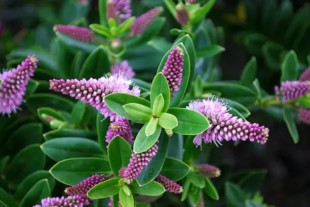 The Hebe is a plant mostly native to New Zealand. Of roughly 100 species world-wide, New Zealand has 80.
